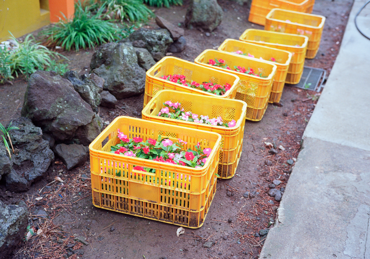 flower boxes